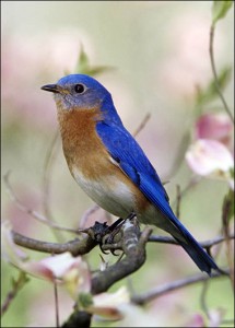 Facts on Bluebirds