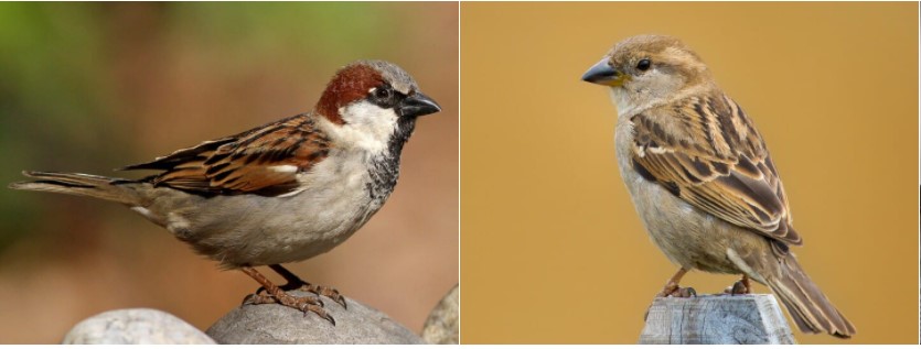 HouseSparrows