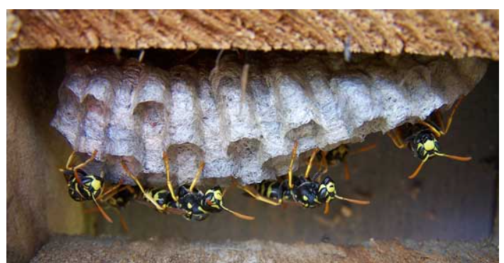 PaperWasps